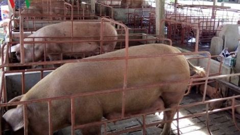 Khaw tin tuk page harei 13/8