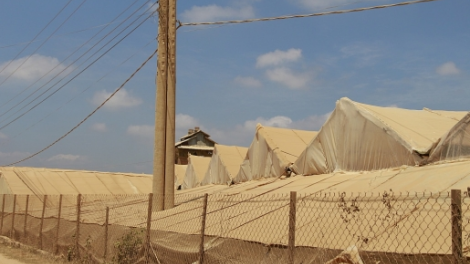 Krong Ana – Dak Lak: Kan kandah kayua dom labik ngak kiak ngak tachrauk nerak moi truong