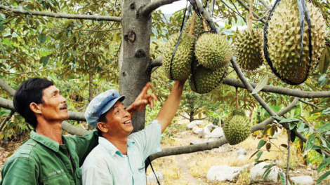 Ninh Sơn patagok dom lagaih piah ngak tabiak rilo kaya ngak nong