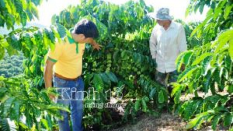 Ilamu pala dưa lưới brei năng suất glaong