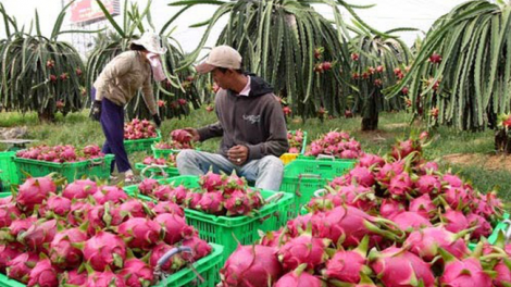 Pacang caga ruak đốm nâu angaok phun thanh long