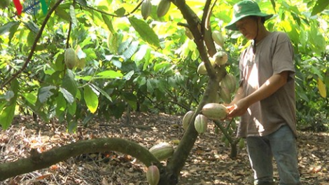 Phun ca cao di Dong Nai cakrok tagok meng canh dong praong