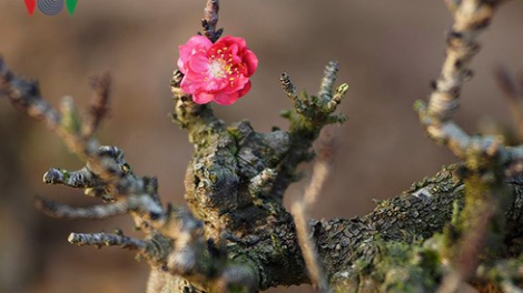 Khaw tin 10g30-14g30 harei 7/2/2018