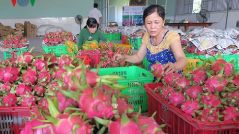 Urang nong pambauk gauk pala thanh long hacih pablei tabiak taneh ia lingiu