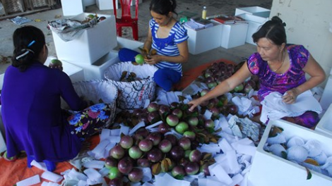 Tien Giang: Vú sữa Viet pablei tapa Mỹ - jalan nao barau di gah baoh kayau Viet Nam