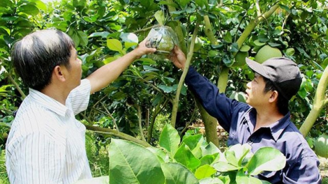 Binh Phuoc: Patagok kinh te baoh sang urang nong meng phun jien daong