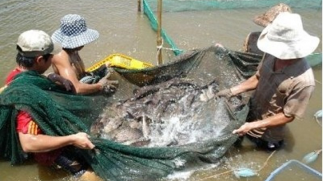 Ngak meda meng ikan bống mú