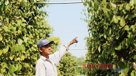 Duh hatai bein amariak kalu Bình Phước