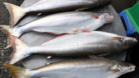 Salih bahrau rai diuk mai meng bruk raong ikan bông lau