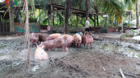 Sarak daong ka urang nong hu pabui metai kayua jit tả