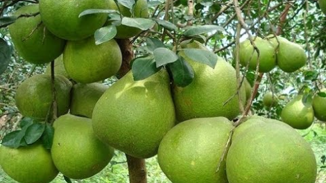 Mô hình pala kruac bhung kalik hijao meblak haong darum