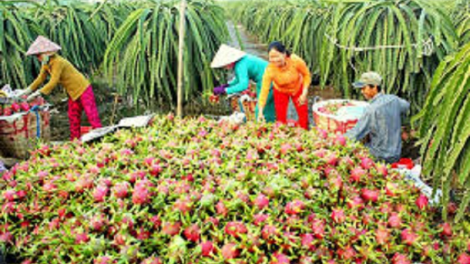 Urang nong Ninh Thuận ngak mbang kaya meda meng jalan ngak kinh tế tổng hợp