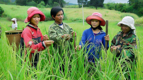 Bạc Liêu: bruk padang ngak palei pala bahrau dong pasamu gauk dalam bhap bini