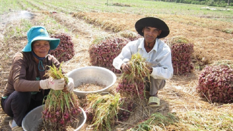 Bhap bini dom bangsa di Trà Vinh jum pataom dong ba gauk patagok