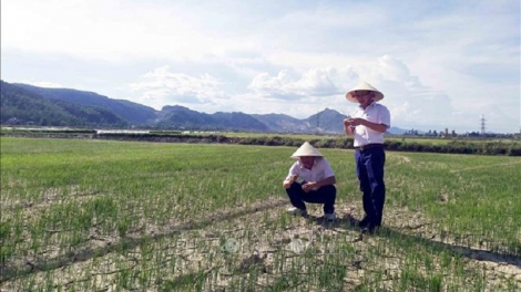 Sóc Trăng: Yaok ribau ha padai mbuan si lahik abih kayua pandiak bhang njom mbak