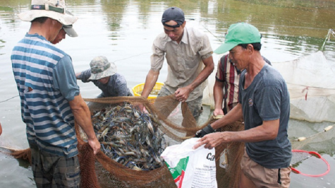 Hadang giraong hijao di labik patau ceik Đồng Nai