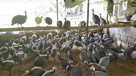 Yam tapa pandik jaoh jo, ngak kaya meda meng bruk raong manuk