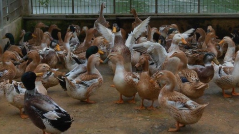 Peih praong bruk ada tasik sumu randap saong bien ndoi khi hau