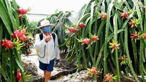 Bình Thuận salih janih phun pala bhum mik va bangsa takik