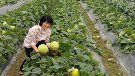 Đắk Lắk: Pala kruac bung klik hajao tui tanut Vietgap