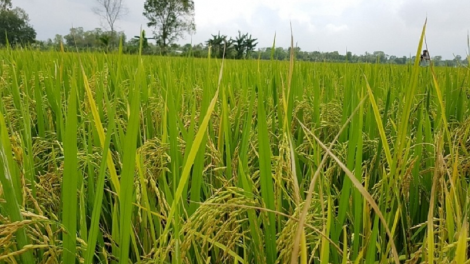 Urang nong bhum taneran krong Cửu Long bui sambai kayua bilan padai  Đông Xuân njauk padai hu yaom