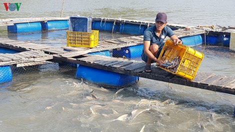 Urang nong Cần Giờ tabiah truh kathaot meng raong ikan bớp