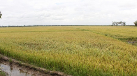 Caong hu kein laba bilan padai thu đông