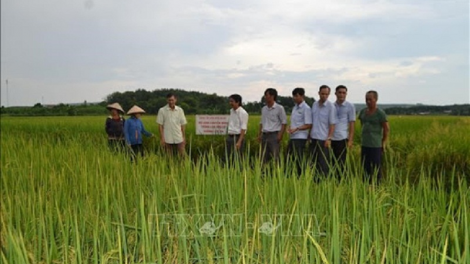 Padai ST24 daok hu prein dui pachreih urang nong di bhum tapen negar