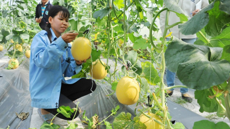 Ba dưa lưới mai pala di bhum tapen negar An Phú (An Giang)