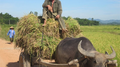Thun sak kubao ndom ka adat kakuh suan kubao di urang Thái Tây Bắc