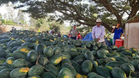 Cà Mau: Vụ tamekai raok tết angaok taneh njom mbak, dong tagok jien mek tame