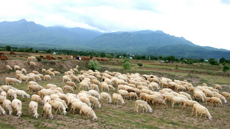 Ninh Thuận cakrok bruk raong pabo