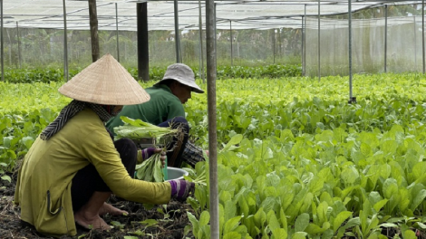 Padang ngak palei pala birau di ban sit Long Mỹ