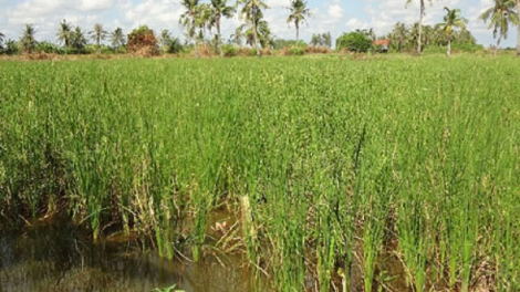 Pala bồn bồn di ban Ca Mau