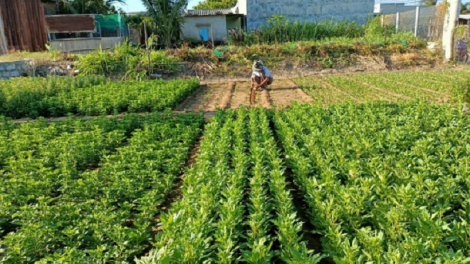 Urang nong pala njam patam di Ninh Thuan jar var caga pablei tết