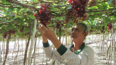 Urang nong Ninh Thuan iek glang nho cảnh pablei Tết