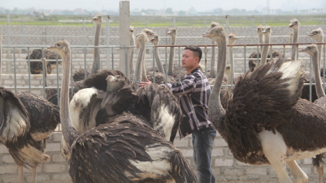 Ngak kaya mada meng bruk raong đà điểu di sang