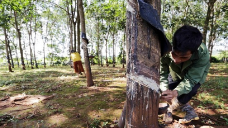 Bình Phước - Urang pala cao su gaok kan kandah