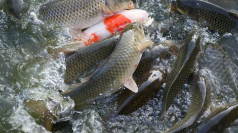 Caga danao raong, darung raong ikan chép racam