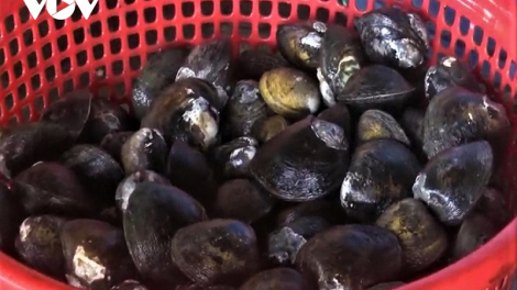 Ca Mau: Kein laba bruk raong palimek “vọp” dalam danao hadang