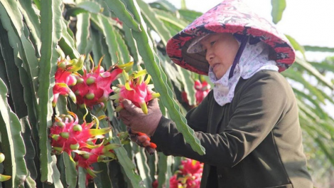 Piah ka urang pala thanh long takik having akaok haong yaom kaom