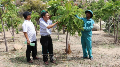 Kein laba meng bruk pala glai angaok ceik patau di Ninh Thuận