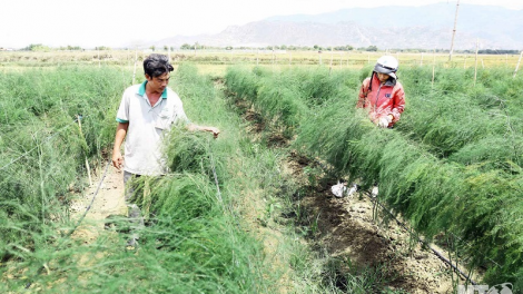 Ninh Thuan cakrok KTXH pambuak haong padang ngak palei pala bahrau