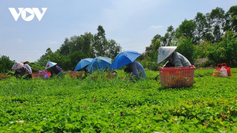 Long An daong urang nong salih jalan sahneng pala drak tapa bruk pala rau ma VietGap