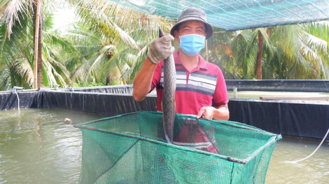 Kein laba  meng bruk raong ikan chạch lấu piah pablei