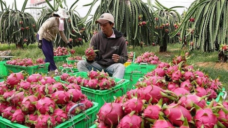 Mintri ngak nong song patagok palei pala peih ginum biai ngan saong kadha "pambuak gauk pala, ngak song pablei thanh long"