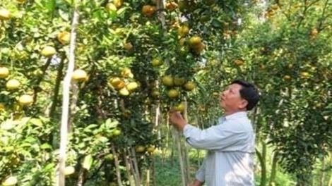 Bruk ngak mbang di dom urang ngak nong sak ramaong
