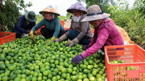 Pala kruac aik ilamu glaong daong salih bahrau raidiuk urang nong bhum pala tabau