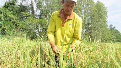 Pambak praong bruk ngak padai hữu cơ di Đồng Tháp