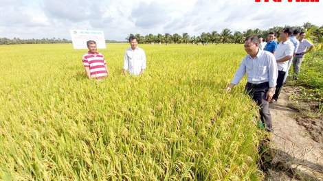 Urang ngak nong di tỉnh Trà Vinh birau yuak padai Đông Xuân di Bruk ngak padai thông minh lagaih saong biến đổi khí hậu